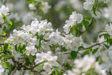 Fototapeta premium Minimalist apple blossoms on neutral background, clean negative space and muted palette create zen botanical aesthetic for modern branding, packaging and social media hero images
