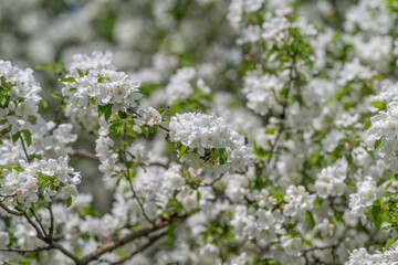 Obraz premium Delicate flower clusters and vibrant green foliage in soft focus. Serene early spring scene showcasing white blossoms and fresh leaves with gentle background blur of nature
