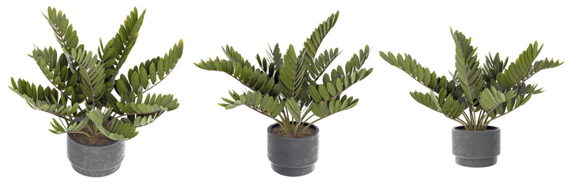 3d realistic render of zamia furfuracea cardboard palm plant sets in minimalist concrete pots with detailed green foliage texture for architectural visualization
