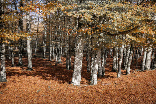 autumn trees in the forest in Navarre, Spain