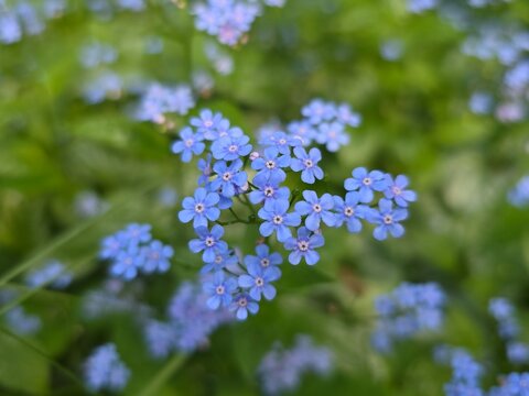 Close-up of delicate blue forget-me-not flowers blooming in a green spring meadow with soft natural background bokeh.