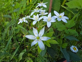 Fototapeta premium Delicate white Ornithogalum umbellatum star flowers blooming among green meadow grass and wild plants in soft spring sunlight.