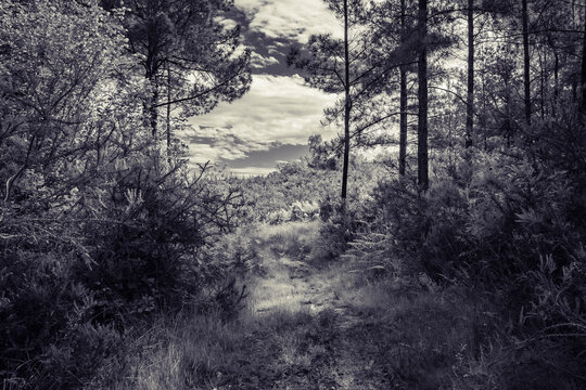 Black and white landscape view in woods