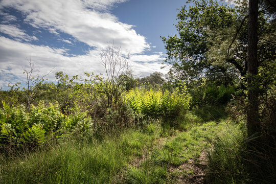 Green springtime forests in southwest of france