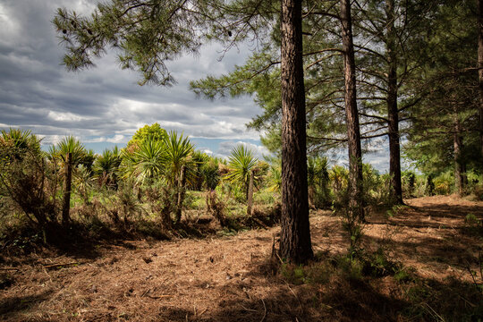 Green springtime forests in southwest of france