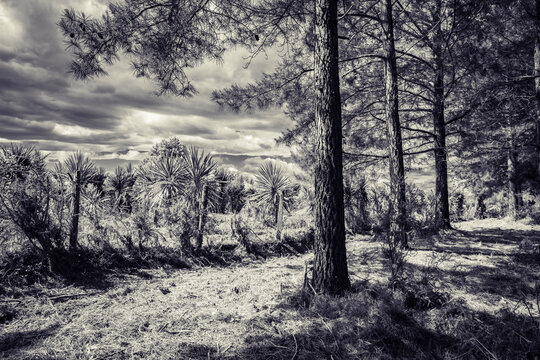 Black and white landscape view in woods