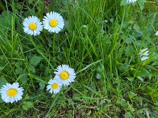 Small white Bellis perennis daisy flowers with yellow centers growing naturally among fresh green meadow grass in spring sunlight. © Ann