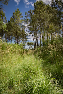 Green springtime forests in southwest of france