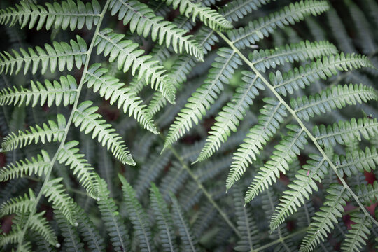 Close up on fresh spring fern texture leaves