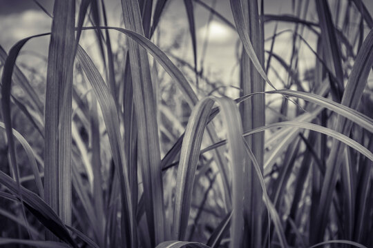 close up grass in black and white