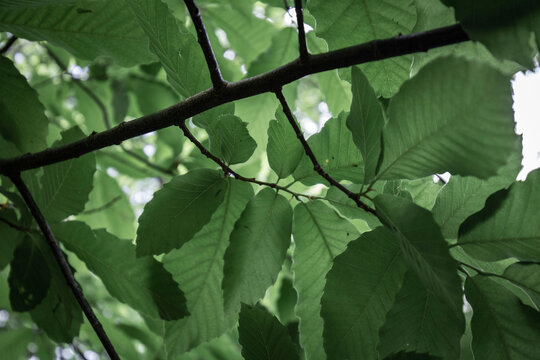 close up on spring green beech tree leaves and branch