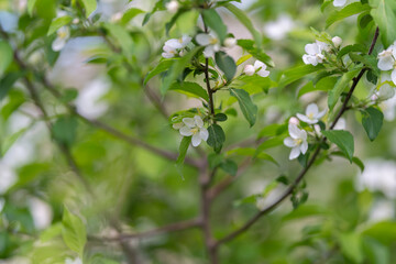 Fototapeta premium Tranquil image of apple blossoms with lush greenery and light background. Closeup view of blooming apple branches surrounded by soft sunlight and calming atmosphere