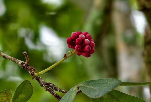 Close-up of a red Calliandra flower bud (powderpuff plant) on a branch with a blurry green foliage background.