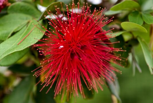 Vibrant red Calliandra flower in full bloom, also known as powderpuff plant, surrounded by green leaves.