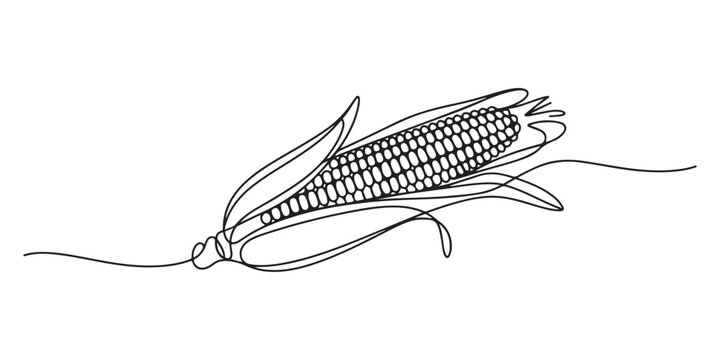 corn cob continuous one line drawing, Continuous one line drawing. Vegetables two corn. Vector illustration, Maize ear in continuous line art style. Single line drawing illustration of vegetarian food