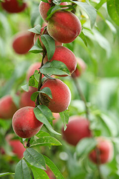Fresh Red Blood Peaches Growing on Tree Branch in Chinese Garden Orchard