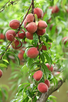 Fresh Red Peaches Growing on Tree Branch in Orchard Garden - Natural Fruit Agriculture