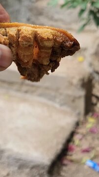 Close up preview of a rustic artisanal pork chicharron piece with visible skin hair