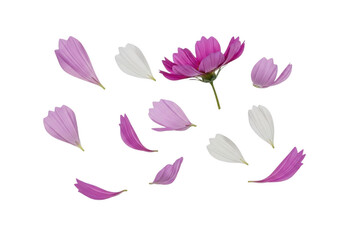 Obraz premium Pink and white cosmos flower petals scattered and floating against a solid black background, isolated botanical