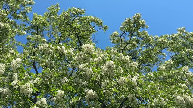 False acacia Robinia pseudoacacia tree with fragrant, drooping clusters of white flowers.