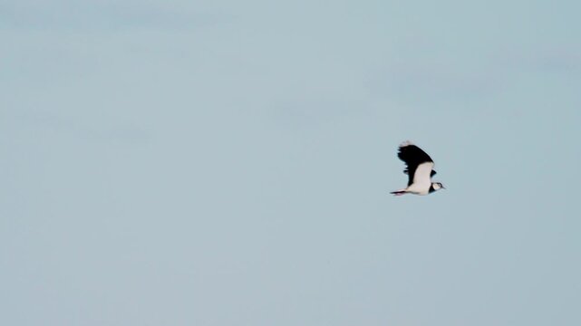 Northern Lapwing (Vanellus vanellus). Northern Lapwing in flight against a blue sky. Slow motion.