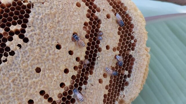 Raw organic beehive with honey cells sitting on a traditional banana leaf background.
