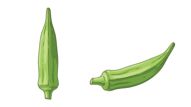 Detailed hand drawn illustration of two fresh green okra pods, one positioned vertically and the other horizontally.