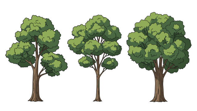Three different types of deciduous trees with full green canopies are shown as separate nature elements on a white background.