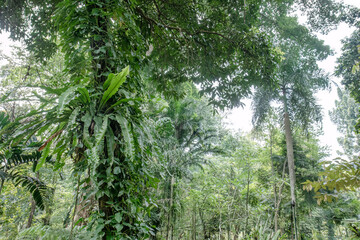 Fototapeta premium Palm forest layers support eco destination marketing. Epiphyte habitat scene fits rainforest education. Dense tropical greenery suits travel campaign visuals