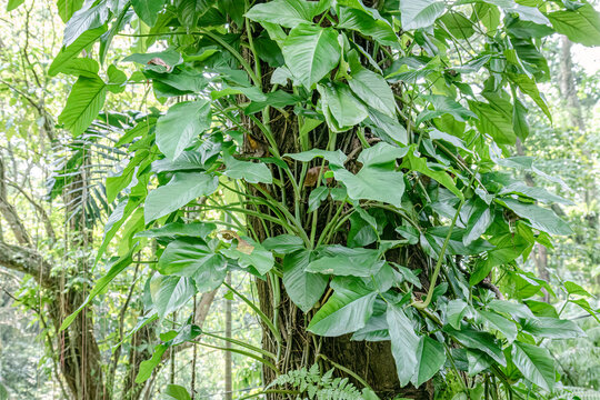 Climbing aroid foliage wraps trunk for decor brands. Glossy green leaves suit tropical wall inspiration. Dense vine texture supports botanical design projects