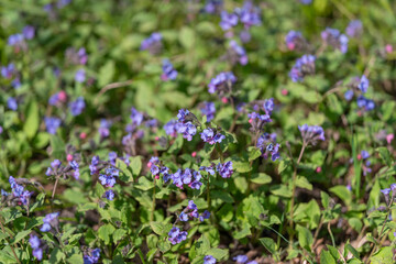 Obraz premium Bright flowers in lush landscape. Vivid blooms cover verdant garden base. Lively spring garden showcases blooming purple flowers on rich green terrain through morning dew