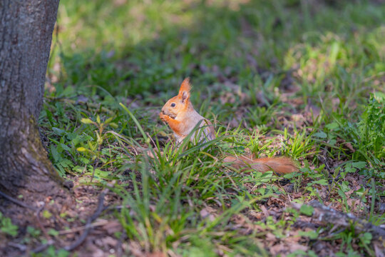 Foxlike creature amidst green foliage. Alert red rodent amidst shaded background. Clever squirrel peering through grass blades with expressive features and attentive gaze