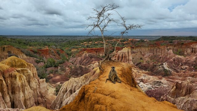 Wild Baboon in Marafa Canyon (Hell&rsquo;s Kitchen), Malindi, Kenya