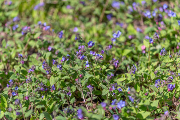 Fototapeta premium Floral pattern design. Organic shapes create natural floral motifs. Pattern featuring small violets repeating with contrasting colors for natural design inspiration