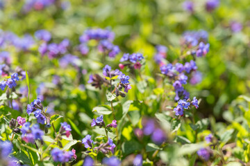 Obraz premium Gentle floral display. Closeup of delicate violet flowers with muted background mood. Intimate macro image highlighting velvety petals and tranquil green environment for branding