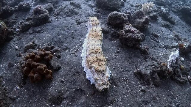 Giant sea cucumber Thelenota anax resting and slowly moving over sandy seabed in Tulamben, Bali. Real-time 4K UHD underwater footage with ambient sound and detailed skin texture.