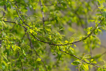 Fototapeta premium Lush foliage with vibrant light. Sunshine through green leaves creating lively ambiance. Radiant foliage with filtered sunlight producing energetic natural environment