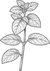 Vintage Mint Leaf Botanical Engraving Illustration © Sharif54