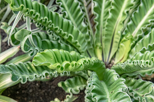 Ruffled bird nest fern leaves with glossy green texture. Wavy tropical fronds for modern plant interior decor. Lush asplenium rosette in ornamental garden setting