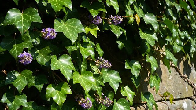 Gardener trimming thick green ivy with purple flowers using metal shears. Person pruning climbing vines on a stone wall. Landscaping concept ideal for gardening and home maintenance marketing.