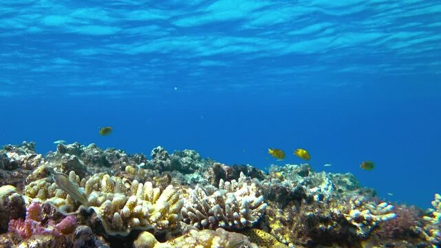 beautiful coral reef and fish