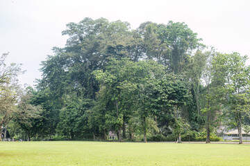 Fototapeta premium Open park lawn with tropical woodland backdrop. Green public field for wellness travel promotion. Spacious grass meadow beside dense urban trees