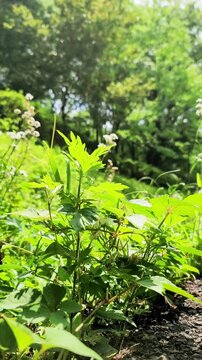 揺れる道端に咲く花・ハルジオン・雑草・日本の風景／Flowers blooming by the roadside - Erigeron annuus - Weeds - Japanese scenery／길가에 피는 꽃&middot;하르지온&middot;잡초&middot;일본의 풍경