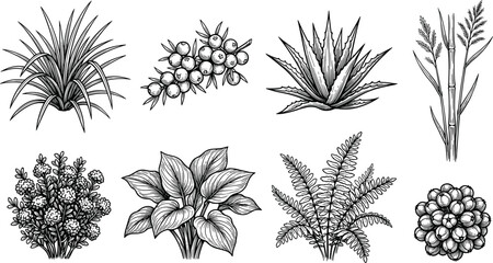 Botanical plant illustration set with grasses, leafy plants, ferns, and berry clusters in detailed black and white engraved line art style © allustra