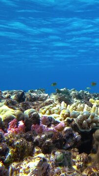 beautiful coral reef and fish