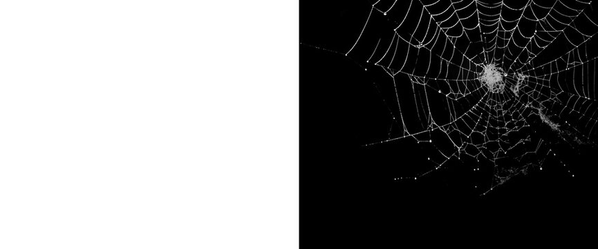 Spooky spider web isolated on transparent background with alpha channel mask for digital compositing projects creating realistic creepy halloween decorations and scenes.