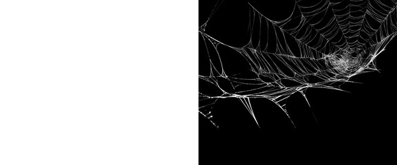 Close-up of intricately spun spiderweb with dramatic lighting on black and transparent backgrounds, detailed insect silk, natural organic patterns for design elements. © Creative Png