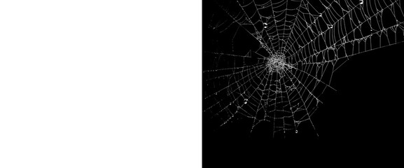 Intricate spider web glistening with delicate water droplets on transparent background and black isolation, natural insect silk construction, detailed pattern for overlay design. © Creative Png