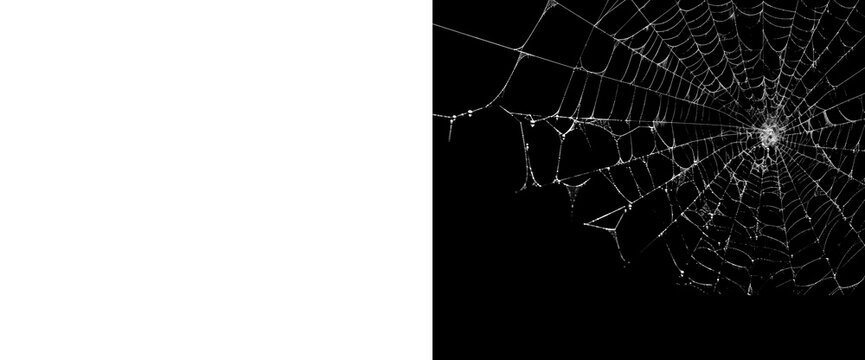 White circular spider web with tiny particles isolated on transparent background, realistic cobweb texture for halloween or nature designs.