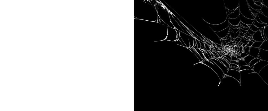 Classic white spider web with symmetrical radial pattern on a transparent background and an accompanying alpha matte.